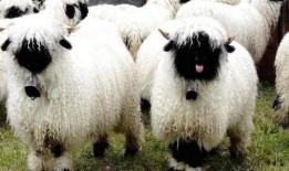 小羊羊爆料最新内容,揭秘娱乐圈最新动态